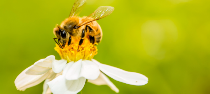 ECHA’s new guidance paves way for better protection of bees from biocides